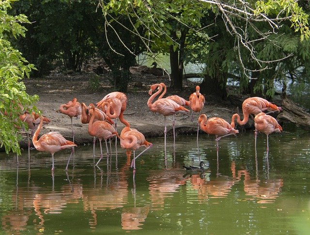 Template Photo Flamingos Bird Nature -  for OffiDocs