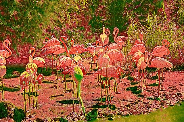 Descarga gratuita Flamingos Birds Nature: ilustración gratuita para editar con GIMP editor de imágenes en línea gratuito