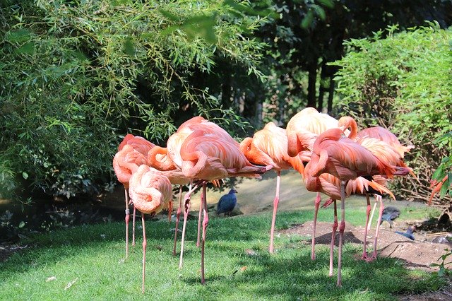 Descarga gratuita Flamingos Birds Park: foto o imagen gratuita para editar con el editor de imágenes en línea GIMP