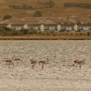 Flamingos Wading in a Body of Water  screen for extension Chrome web store in OffiDocs Chromium