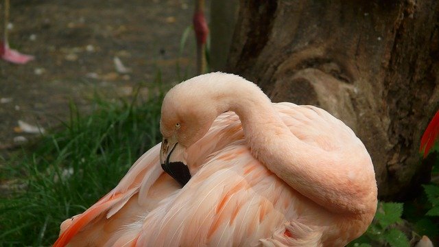 Gratis download Flamingo Zoo Animal - gratis foto of afbeelding om te bewerken met GIMP online afbeeldingseditor