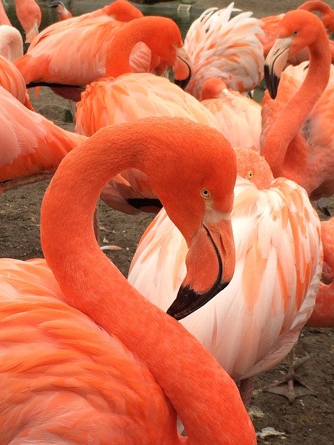 Free download Flamingo Zoo Bird -  free photo or picture to be edited with GIMP online image editor