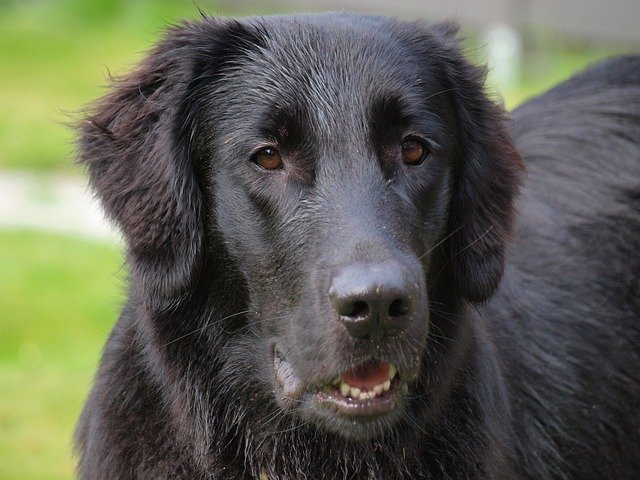 Free download Flatcoated Retriever Flat-Coated -  free photo or picture to be edited with GIMP online image editor