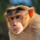 Flat headed Monkey  screen for extension Chrome web store in OffiDocs Chromium