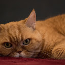 Flat nosed cat  screen for extension Chrome web store in OffiDocs Chromium