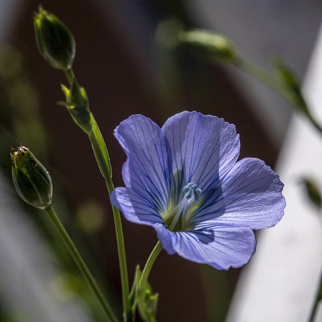 Free download flax flowers plant free picture to be edited with GIMP free online image editor