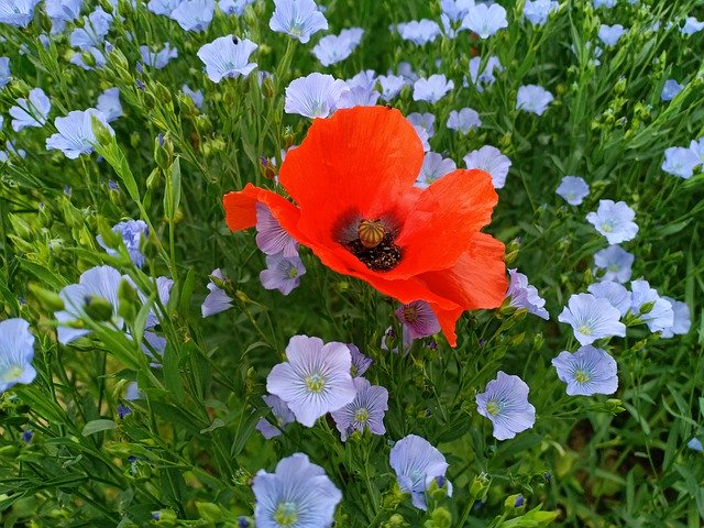 Free download Flax Linen Seed -  free photo or picture to be edited with GIMP online image editor