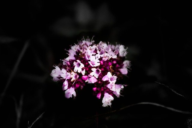 Descarga gratuita Fleure Black Flower: foto o imagen gratuita para editar con el editor de imágenes en línea GIMP