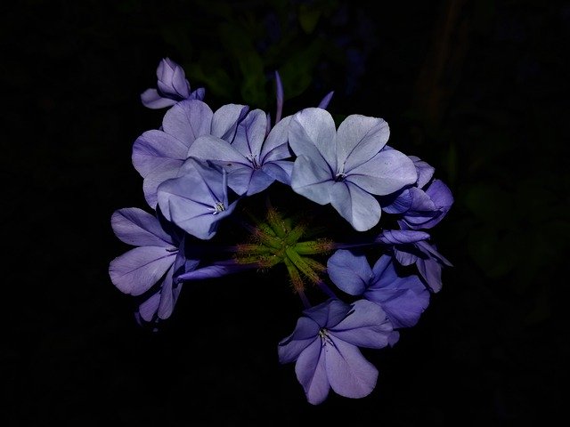 Descărcare gratuită Fleure Blue Petals - fotografie sau imagini gratuite pentru a fi editate cu editorul de imagini online GIMP