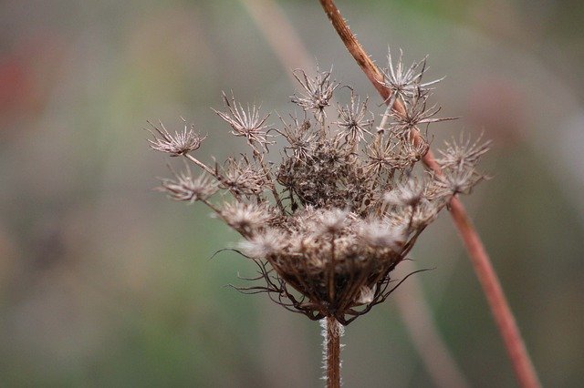 Bezpłatne pobieranie Fleure Green Nature - darmowe zdjęcie lub obraz do edycji za pomocą internetowego edytora obrazów GIMP