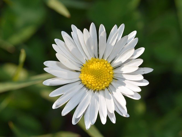 Kostenloser Download Fleure Marguerite Daisy - kostenloses Foto oder Bild zur Bearbeitung mit GIMP Online-Bildbearbeitung