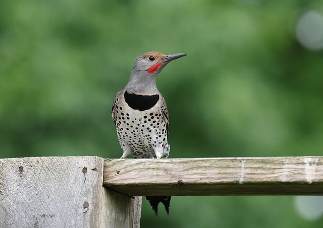 Free download flicker nature bird wildlife free picture to be edited with GIMP free online image editor