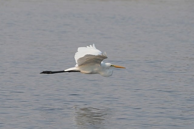 Free download flight bird heron surface africa free picture to be edited with GIMP free online image editor