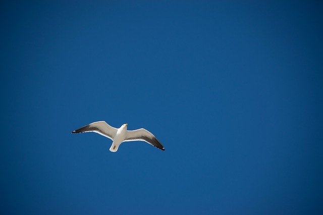 Descărcare gratuită Flight Freedom Sky - fotografie sau imagini gratuite pentru a fi editate cu editorul de imagini online GIMP