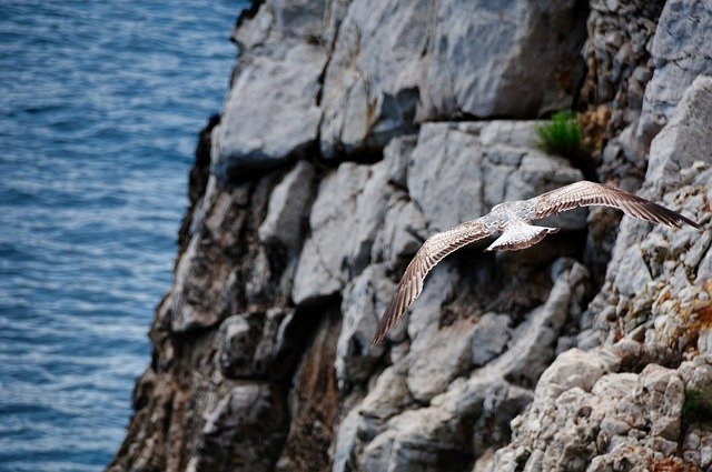 Скачать бесплатно Полет чайки на охоте - бесплатную фотографию или картинку для редактирования с помощью онлайн-редактора изображений GIMP
