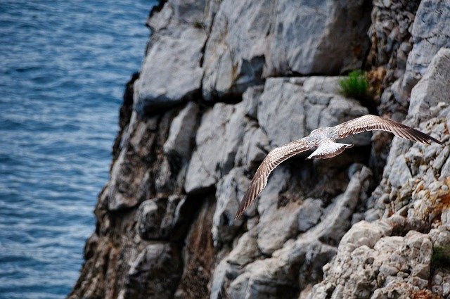 Free download Flight Seagull Hunting -  free photo or picture to be edited with GIMP online image editor