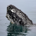 floating whale head  screen for extension Chrome web store in OffiDocs Chromium