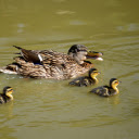 Flock of Brown Ducks  screen for extension Chrome web store in OffiDocs Chromium
