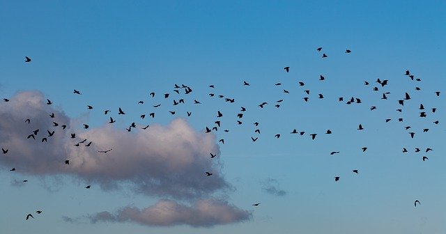 Скачать бесплатно Flock Of Crows In Flight - бесплатную фотографию или картинку для редактирования с помощью онлайн-редактора GIMP