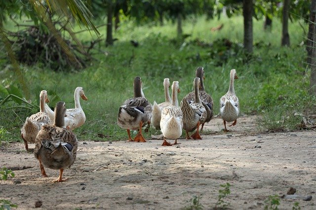 Free download Flock Of Ducks Following Leading -  free photo or picture to be edited with GIMP online image editor