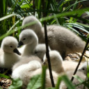Flock of funny ducklings  screen for extension Chrome web store in OffiDocs Chromium