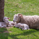 Flock of lambs  screen for extension Chrome web store in OffiDocs Chromium