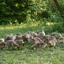 Flock of Little Geese in the Grass Garden  screen for extension Chrome web store in OffiDocs Chromium