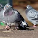 Flock of Pigeons and Bright Eyes  screen for extension Chrome web store in OffiDocs Chromium