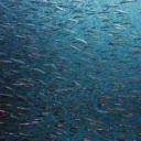 flock of sea fish  screen for extension Chrome web store in OffiDocs Chromium