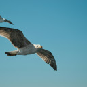 Flock of Seagull Flying in Blue Sky  screen for extension Chrome web store in OffiDocs Chromium