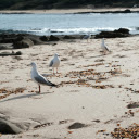 flock of seagulls foraging along a serene beach.  screen for extension Chrome web store in OffiDocs Chromium