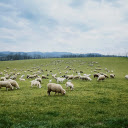 Flock of Sheep Full of Grass  screen for extension Chrome web store in OffiDocs Chromium