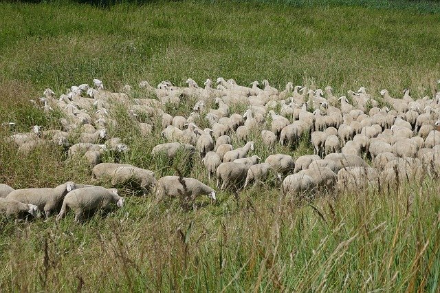 Free download Flock Of Sheep Grass Meadow -  free photo or picture to be edited with GIMP online image editor
