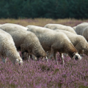 Flock of sheep THEME  screen for extension Chrome web store in OffiDocs Chromium