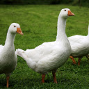 Flock of white geese  screen for extension Chrome web store in OffiDocs Chromium