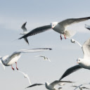 Flock of wide winged birds  screen for extension Chrome web store in OffiDocs Chromium