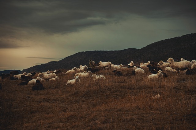 Free download flock sheep nature animal cloudy free picture to be edited with GIMP free online image editor