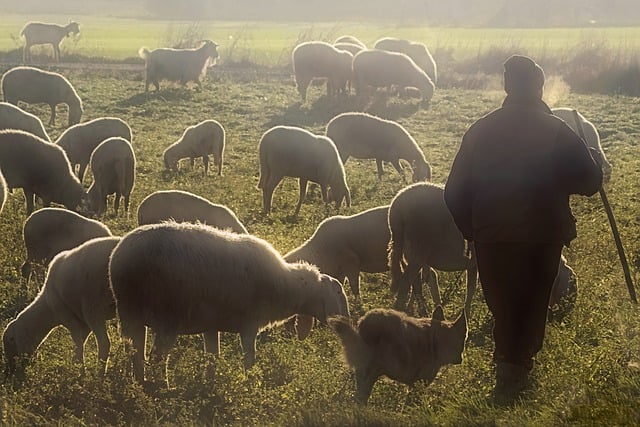Free download flock sheep shepherd graze pasture free picture to be edited with GIMP free online image editor
