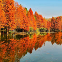 Flooded forest  screen for extension Chrome web store in OffiDocs Chromium Flooded forest  screen for extension Chrome web store in OffiDocs Chromium