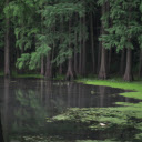 Flooded forests  screen for extension Chrome web store in OffiDocs Chromium