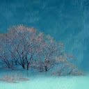 Flooded tree  screen for extension Chrome web store in OffiDocs Chromium