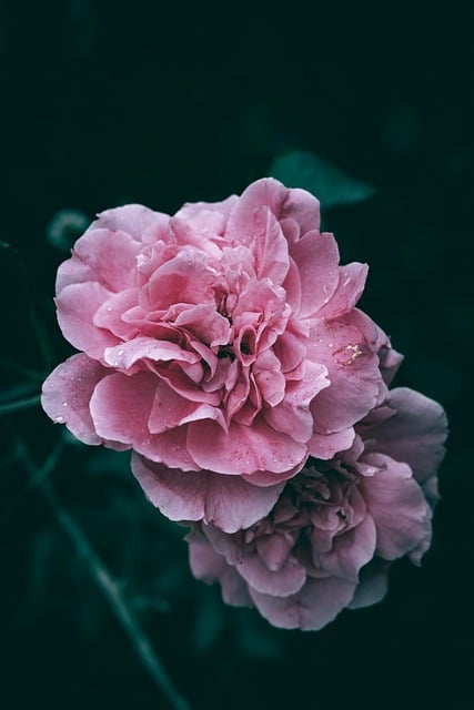 Free download flora bloom dark background free picture to be edited with GIMP free online image editor