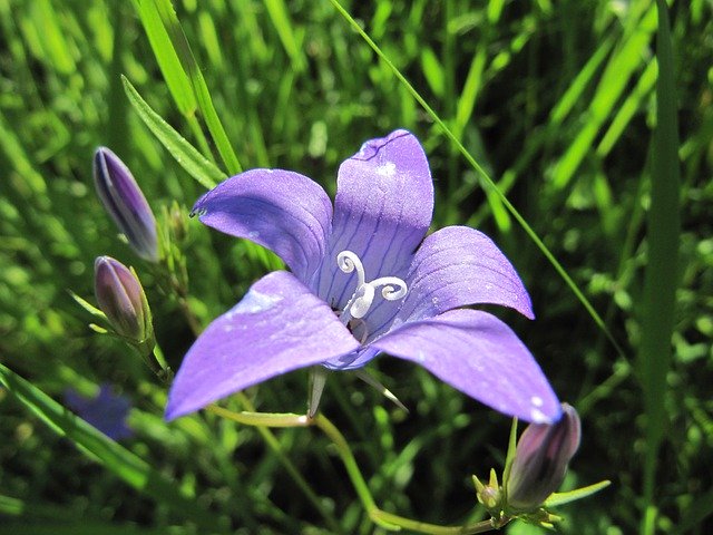 Unduh gratis Flora Flower - foto atau gambar gratis untuk diedit dengan editor gambar online GIMP