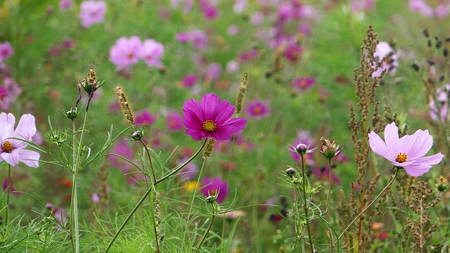 Muat turun percuma Flora Flower Blossom - foto atau gambar percuma untuk diedit dengan editor imej dalam talian GIMP