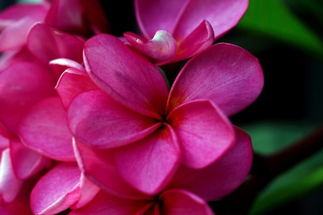 Kostenloser Download der Flora-Blume Frangi Pani Plumeria, kostenloses Bild zur Bearbeitung mit dem kostenlosen Online-Bildeditor GIMP