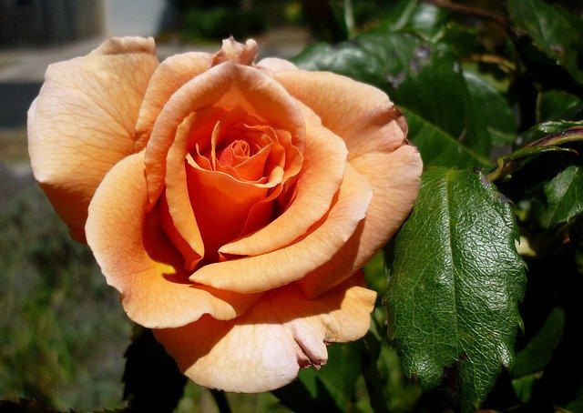 Kostenloser Download Flora Flower Nature - kostenloses Foto oder Bild zur Bearbeitung mit GIMP Online-Bildbearbeitung