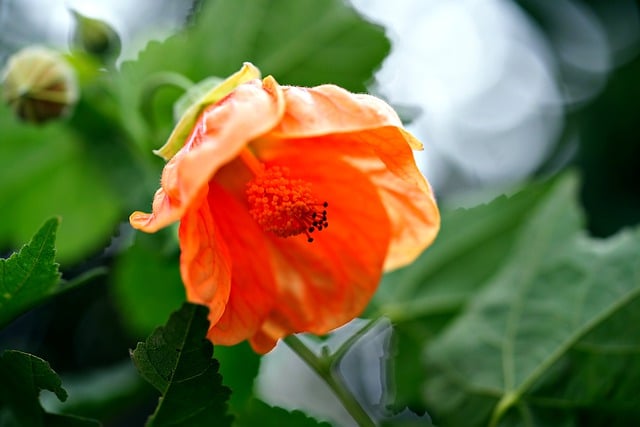Free download flora flower nature orange flower free picture to be edited with GIMP free online image editor
