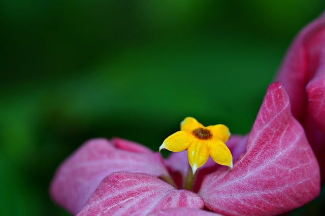 Darmowe pobieranie flora kwiat natura żółta botanika darmowe zdjęcie do edycji za pomocą darmowego edytora obrazów online GIMP