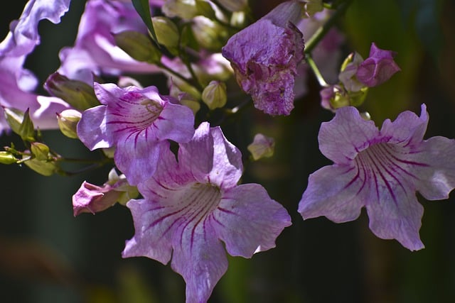Безкоштовно завантажте безкоштовне зображення флори, пелюстки квітки, садової квітки, яке можна редагувати за допомогою безкоштовного онлайн-редактора зображень GIMP