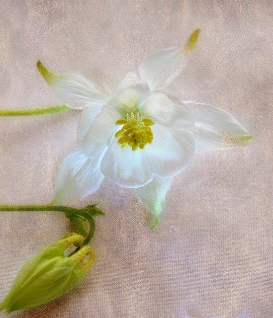 Free download Flora Flower Pretty -  free illustration to be edited with GIMP free online image editor
